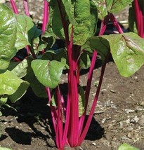 250 Swiss Chard Seeds Pink Lipstick Garden Seeds Fresh Seeds Gardening USA - £15.47 GBP