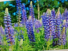 Grow In US Perennial Lupine Blue Flower Seeds - £10.11 GBP