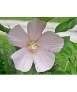 12 Perennial Pink Hibiscus Saved Seeds from Indiana Homestead Garden, Ex... - $4.50