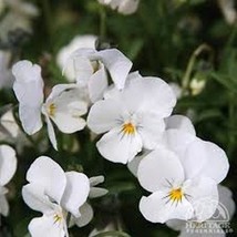 Viola White Perfection 50 Seeds  - £4.78 GBP