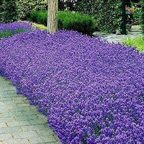 seeds italian lavender | heirloom - non-gmo herb - $7.31