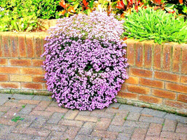 Bloomys 500 Seeds Pink Rock Soapwort Seeds Perennial Groundcover Trailing Contai - £7.80 GBP