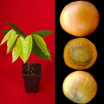 Plinia Edulis Cambuca Seedling Potted Fruit Tree Plant RARE! - £23.73 GBP