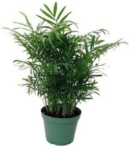 6&quot; Pot Chamaedorea Elegans Bella Live Plant Victorian Parlor Palm Indoor - £61.54 GBP