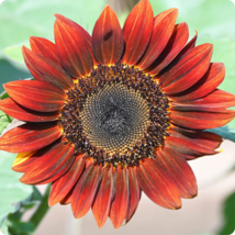 Evening Sun Sunflower - 20 Seeds - $6.71