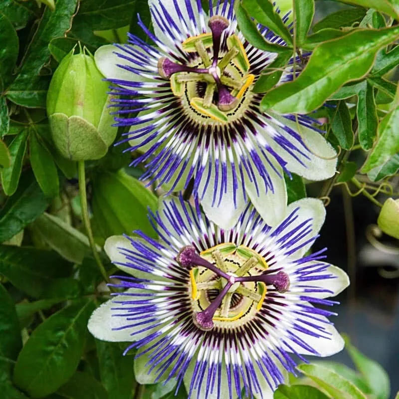 BStore 15 Passion Flower Passiflora Incarnata Seeds Starter Kits - €8,53 EUR