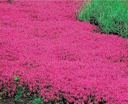 US Seller 1000 Seeds Creeping Thyme Scarlet Red Ground Cover 4&quot;&quot; Rock Garden - £9.17 GBP