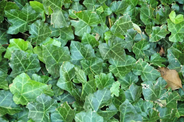 English Ivy Hedera Helix 10 Seeds Fresh Seeds - £5.27 GBP