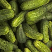 Cucumber Boston Pickling Vegetable Seeds Cucumis sativus 25 Seeds Fresh Seeds - £9.75 GBP