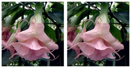 Double Light Pink Angel Trumpet 10 Seeds Flower Fragrant Flowers - £16.83 GBP
