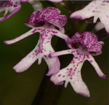 20 Of/Bag Naked Man Orchid Seeds - £6.16 GBP