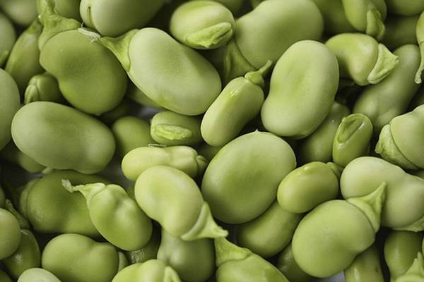 BEAN, FAVA WINDSOR BUSH, HEIRLOOM, ORGANIC 100+ SEEDS, NON-GMO, BUTTERY N HEALTY