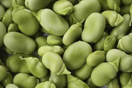 B EAN, Fava Windsor Bush, Heirloom, Organic 100+ Seeds, NON-GMO, Buttery N Healty - £7.04 GBP