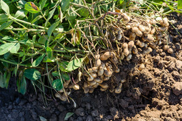20 Pcs Jumbo Bailey Virginia Peanut Seeds #MNTS - £12.46 GBP
