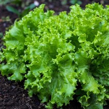 USA Seller Black Seeded Simpson Green Leaf Lettuce Seeds Lactuca Sativa Salad Sp - $13.95