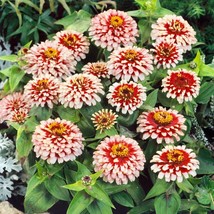 New Fresh Seeds Zinnia Swizzle Cherry Ivory Flower Seeds 15 Seeds - $13.06