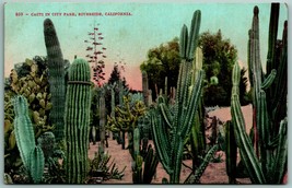 Cactus Cacti In CIty Park Riverside California CA UNP Unused DB Postcard J3 - £5.05 GBP