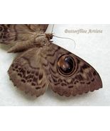 Large Owl Moth Erebus Eupatula Macrops Female Real Framed Entomology Sha... - €73,58 EUR Large Owl Moth Erebus Eupatula Macrops Female Real Framed Entomology Sha... - €73,58 EUR