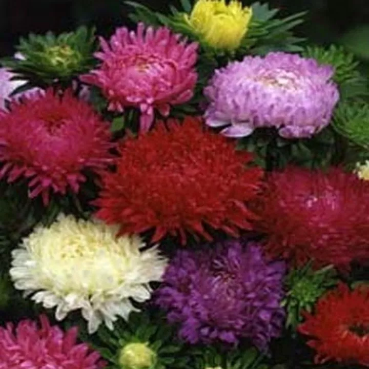 Fresh New Aster Peony Duchess Mixed 50 Seeds - £7.94 GBP