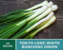 200 Onion Tokyo Long White Bunching Seeds Allium fistulosum Heirloom Veg... - $15.76