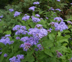 10 Pc Seeds Hardy Ageratum Plant, Conoclinium coelestinum Seeds for Plan... - £15.02 GBP