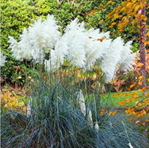 100 Pcs Pampas Grass Patio and Potted Ornamental Plants New Flowers (Pin... - £7.02 GBP