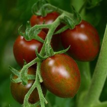 Tomato Seeds Chocolate Sprinkles 25 Cherry Tomatoes Gardening USA Shipping - £13.98 GBP