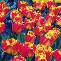 5 Or 10 Tulip Banja Luka | Flowers Golden Yellow With Blo | Free Shipping!!!!!!! - £7.90 GBP+