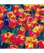 5 or 10 TULIP BANJA LUKA | Flowers golden yellow with blo | FREE SHIPPIN... - $9.89+