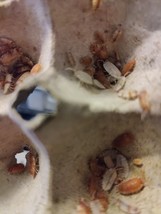 50 ct Porcellio Scaber Orange Koi isopods.  Free Shipping - $56.09