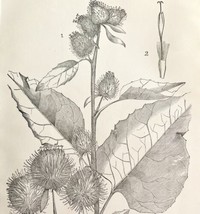 Burdock Flower Arctium Drawing Victorian 1887 Art Print Agriculture DWT9C - £19.66 GBP