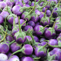 Thai Purple Mini Round Eggplant, 100 seeds, organic vegetables E3896 - £5.48 GBP