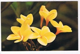 Nature Postcard Flowers Plumeria Yellow - $2.13