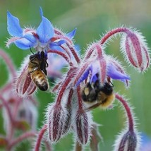 Seeds 50 Borage Seeds Edible Flowers And Leaves Heirloom Annual Grow Easy - £5.89 GBP