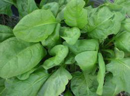 5 Giant Aztec Spinach Seeds-1249 - £3.15 GBP