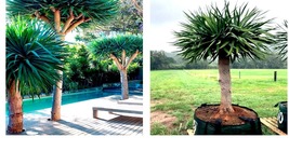 Dragon&#39;s Blood Tree 10 Seeds (Dracaena draco) Exotic Canary Island Palm Bonsai - £17.57 GBP