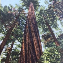 Redwood Highway California Founders Tree Worlds Tallest Vintage Postcard - £11.85 GBP