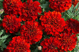 25+ French Fireball Marigold Seeds - $9.89