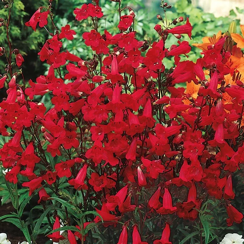 AW 200 Seeds Penstemon Eaton&#39;S Red Hummingbird Organic Herb Easy To Grow - £7.96 GBP