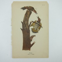 Bird Lithograph Print Flicker Male Female after John James Audubon Antique 1890 - £15.74 GBP