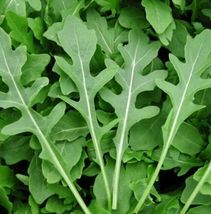 Rocket Arugula Microgreens Salad Non-GMO 500 Seeds - £7.23 GBP