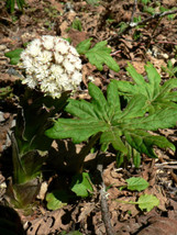 Seeds 100 Arctic Sweet Coltsfoot Petasites Frigidus Sun Shade Moist Flower Herb - £21.17 GBP