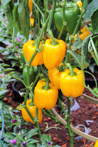 Guashi Store 100 Seeds Golden Yellow Bell Pepper California Wonder Capsicum Annu - £7.86 GBP