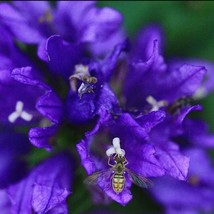 Campanula Glomerata Superba Seed Fresh Seeds - £9.66 GBP