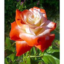 Orange white roses seeds - 20 seeds - code 534 - £4.49 GBP