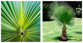 California Fan Palm Tree Seeds (Washingtonia Filifera) Seeds 100 Seeds - £19.97 GBP