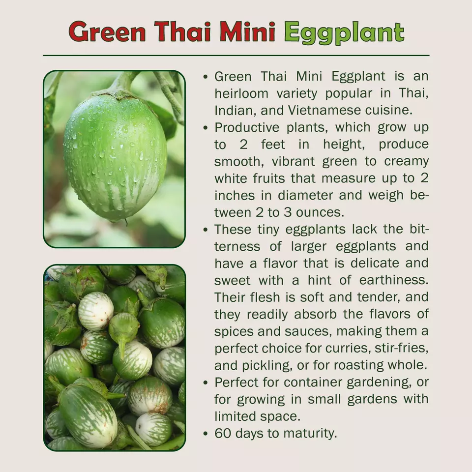 20 Green Thai Mini Eggplant Seeds - $9.22