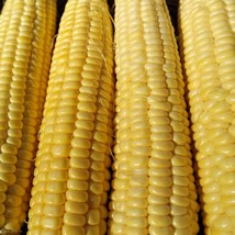 Candy Mountain Sweet Corn Garden Seeds Naturally Grown Gardening Fresh S... - £11.22 GBP