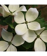 Cornus Kousa Venus Chinese Dogwood 24 Inch Tall Ships Bare Root Beautifu... - $99.99
