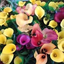 Mixed Colorful Calla Lily Flowers 20 Seeds Common Callalily Seeds E3634 Gardenin - £9.45 GBP